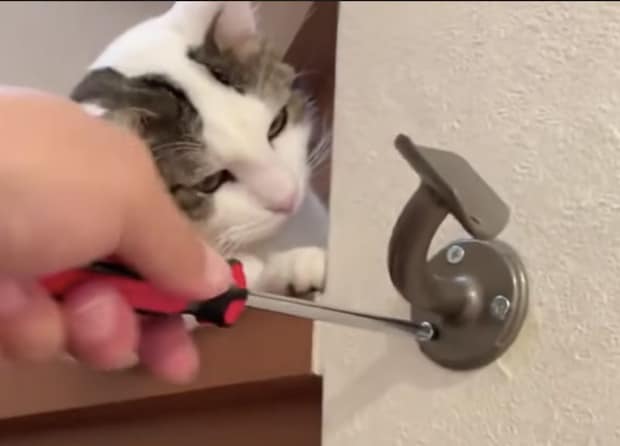 「何を作ってるのかにゃ？」飼い主さんの作業を見学する猫さんが可愛い！