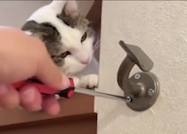 「何を作ってるのかにゃ？」飼い主さんの作業を見学する猫さんが可愛い！