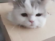 四角い箱に溶け込む猫さん、ひょこひょこ顔を出す姿が可愛すぎ！