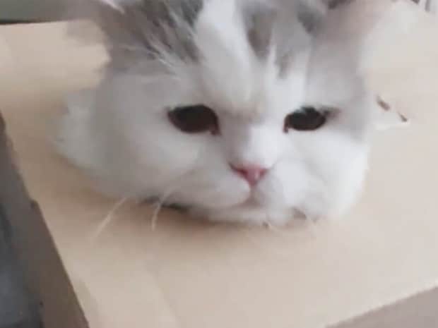 四角い箱に溶け込む猫さん、ひょこひょこ顔を出す姿が可愛すぎ！
