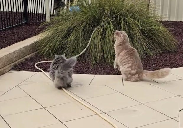 見た目がそっくりなモフモフ猫さん、動きまで似ちゃう！