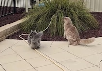 見た目がそっくりなモフモフ猫さん、動きまで似ちゃう！