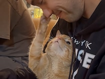 久しぶりの再会「大好きなお兄ちゃんだ！」顔を触って記憶を確かめる猫の愛くるしい仕草