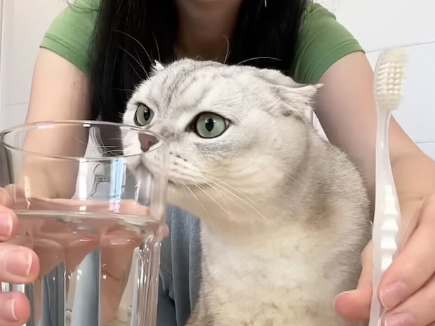 【魔法の歯ブラシ】お母さんの舌を再現？歯ブラシでなでられてとろける猫さん
