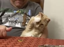 うひゃあ〜！！ 回るコインに過剰に驚く猫さん