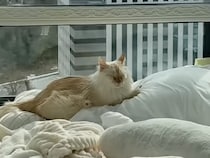 「ここ、合格ニャ」飼い主の豪華ベッドを完全独占するもふもふ猫の女王様