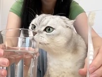 【魔法の歯ブラシ】お母さんの舌を再現？歯ブラシでなでられてとろける猫さん