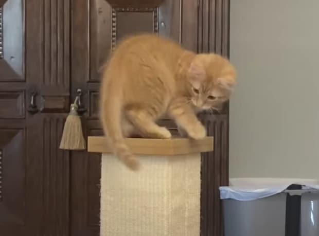 子猫がやっとキャットタワーの頂上に到着! でも後からなにか付いてきた?