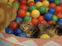 気持ちよさそう♡ ボールプールのベッドでスヤスヤ子猫