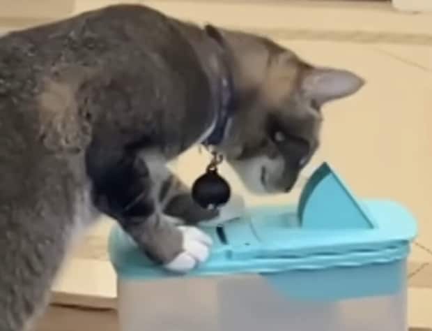 キャットフードの掴み取りに挑戦する猫。肉球で何粒Getできるかな?