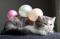 ん？背中に何か乗ってるよ？飼い主にイタズラされまくる猫