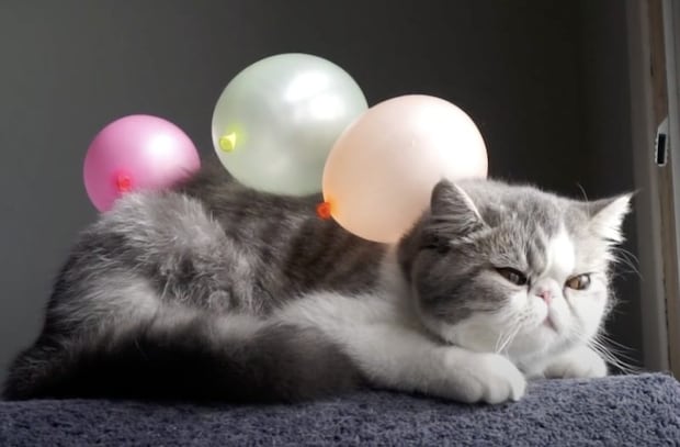 ん?背中に何か乗ってるよ?飼い主にイタズラされまくる猫