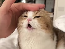 猫のおでこをナデナデ… この可愛いゴロゴロ音聴いて！