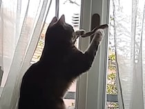 猫「ここが… こうじゃろ？」 難しい窓開けに挑戦！