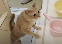 お父さんと入ろっかな〜、やめよっかなー。 お風呂で悩む猫ちゃん。