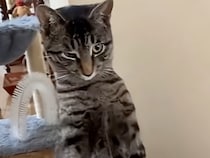 【人間化修行中？】前足を揃えて直立！ 猫らしくないポーズを見せる猫さん