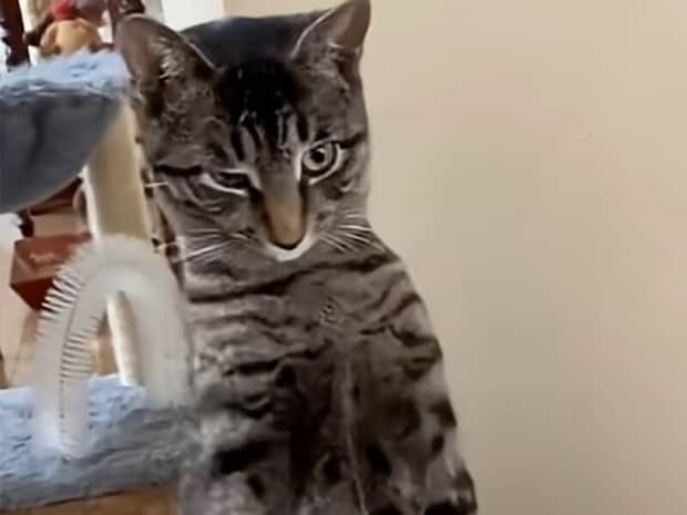 【人間化修行中?】前足を揃えて直立! 猫らしくないポーズを見せる猫さん