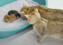 パパ猫「俺の子って一匹だったよね？」増えている子猫に困惑！