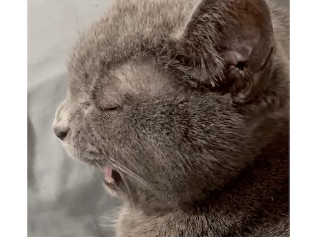 【神回答】「ぽっちゃりを自覚してるなら鳴いて？」飼い主の替え歌に完璧な返事をする猫さん