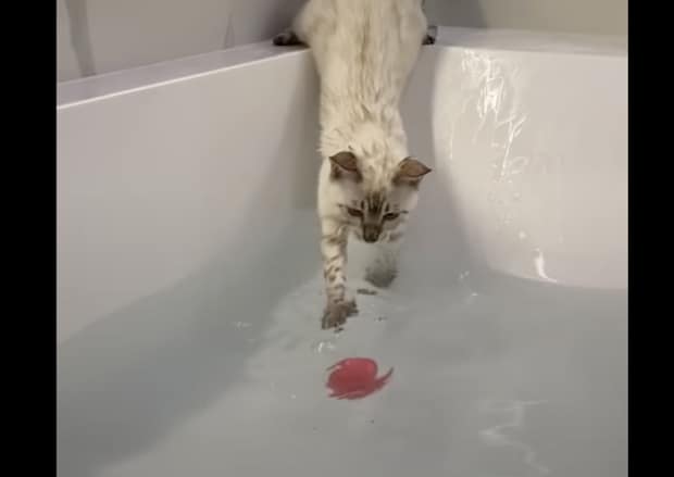 水の中に手を伸ばす猫、濡れても冷静。落ちても冷静。