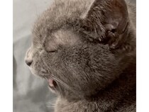 【神回答】「ぽっちゃりを自覚してるなら鳴いて？」飼い主の替え歌に完璧な返事をする猫さん