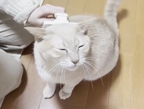 【豹変】「そこ気持ちいい…ニャッ！」ブラッシング中に突如キレる猫さん