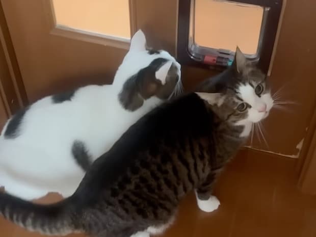 【甘え上手な2匹】猫用扉はスルー! 飼い主を呼びつけてドアを開けさせる猫さんたち