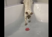 水の中に手を伸ばす猫、濡れても冷静。落ちても冷静。