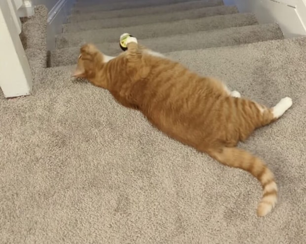 猫「ちゃんとキャッチしてね〜」 飼い主とボール遊び!