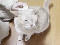 【豹変】「そこ気持ちいい…ニャッ！」ブラッシング中に突如キレる猫さん