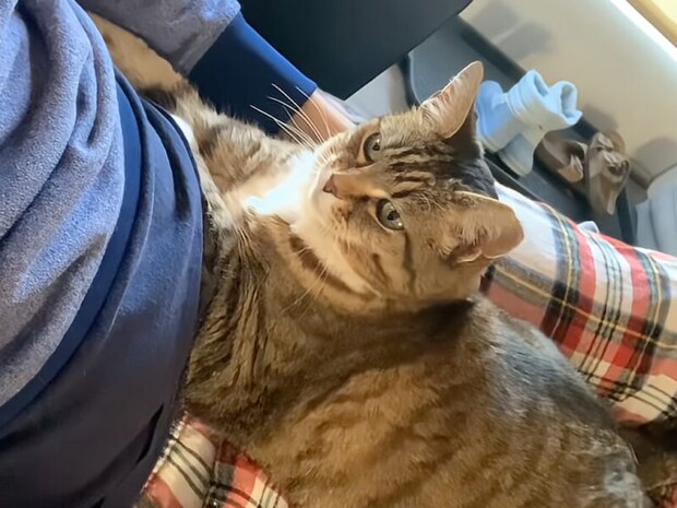 え? 人間の足はベッドでしょ? 猫に乗られたらもう動くことはできない…