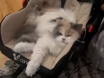 「あと5分使わせてニャ…」息子さんの席を奪って「猫をダメにするベッド」で寛ぐ猫