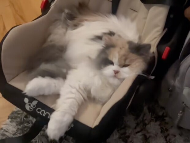 「あと5分使わせてニャ…」息子さんの席を奪って「猫をダメにするベッド」で寛ぐ猫