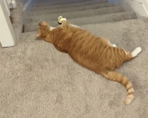 猫「ちゃんとキャッチしてね〜」 飼い主とボール遊び！