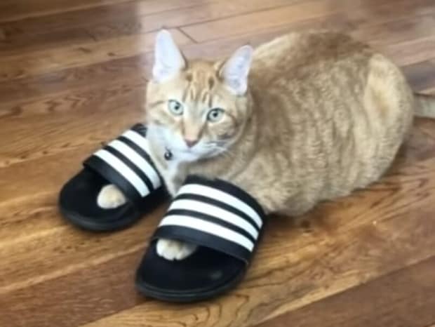 飼い主のサンダルに興味があった猫、使っていない時こっそり履いてみた!