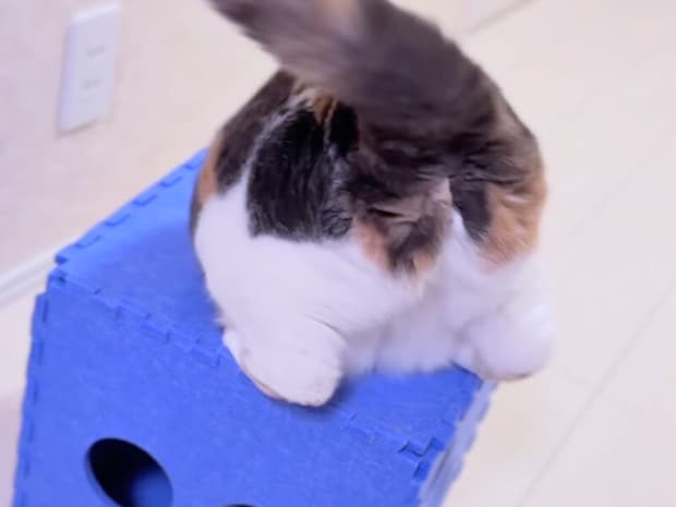 「あたち、小顔だけどお尻が…」サイコロ型トンネルに挑む猫さんの奮闘記