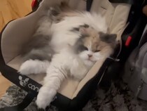 「あと5分使わせてニャ…」息子さんの席を奪って「猫をダメにするベッド」で寛ぐ猫