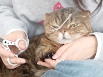 怪しさ満点！ でも効果は抜群！ 透明ヘルメットを被せられた猫さんの爪切り