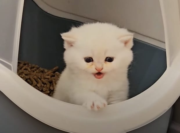 トイレからのSOS! なぜか外に出られなくって助けを呼ぶ子猫