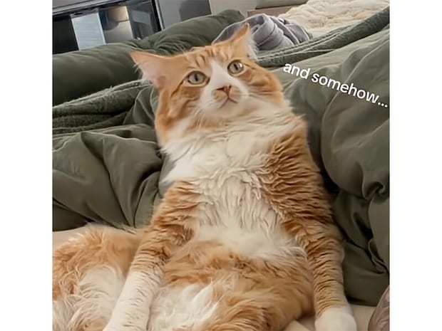 【起床大作戦】「メシの時間だニャ!」二匹の猫による執拗なモーニングコール