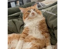 【起床大作戦】「メシの時間だニャ！」二匹の猫による執拗なモーニングコール