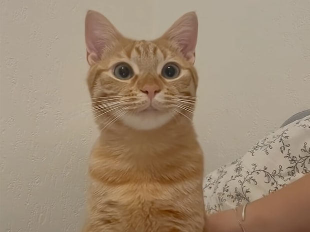 オス猫は甘えん坊が多い? 全力でかまってほしいアピールをするよ!