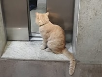 階段よりこっちがラクだもんねー！ エレベーターで移動する猫さんが賢すぎてびっくり！