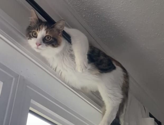 カーテンレールからぶら〜ん♪ くつろぎ方がおかしい!