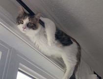 カーテンレールからぶら〜ん♪ くつろぎ方がおかしい！