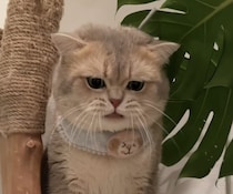 おしゃべり猫さん、飼い主さんへ話しかける声がかわいすぎ！