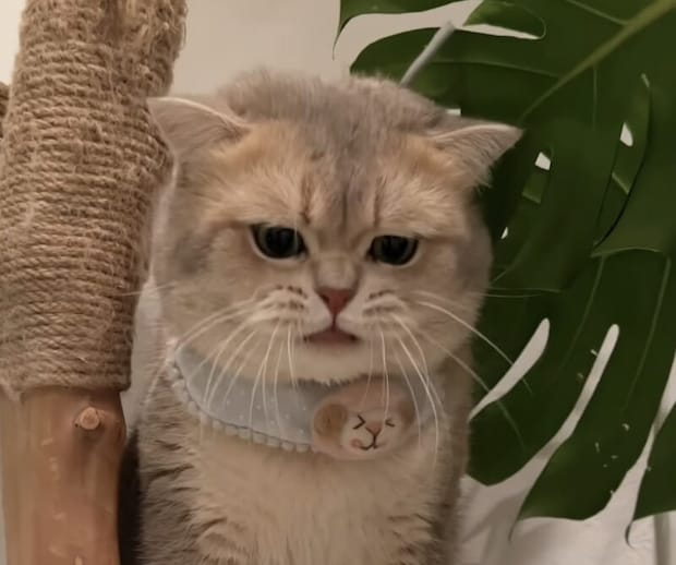 おしゃべり猫さん、飼い主さんへ話しかける声がかわいすぎ！