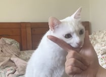 猫だって芸ができるんだぞ！とっても賢い白猫さん。