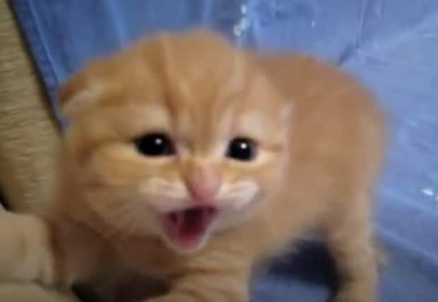 迫力ゼロ!可愛さ爆発の子猫の威嚇!