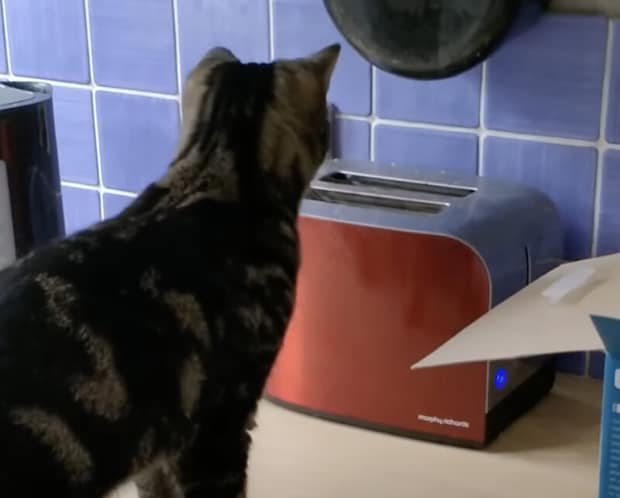 完全に油断したな！いつ飛び出すか分からないトースターを猫が見つめていると？